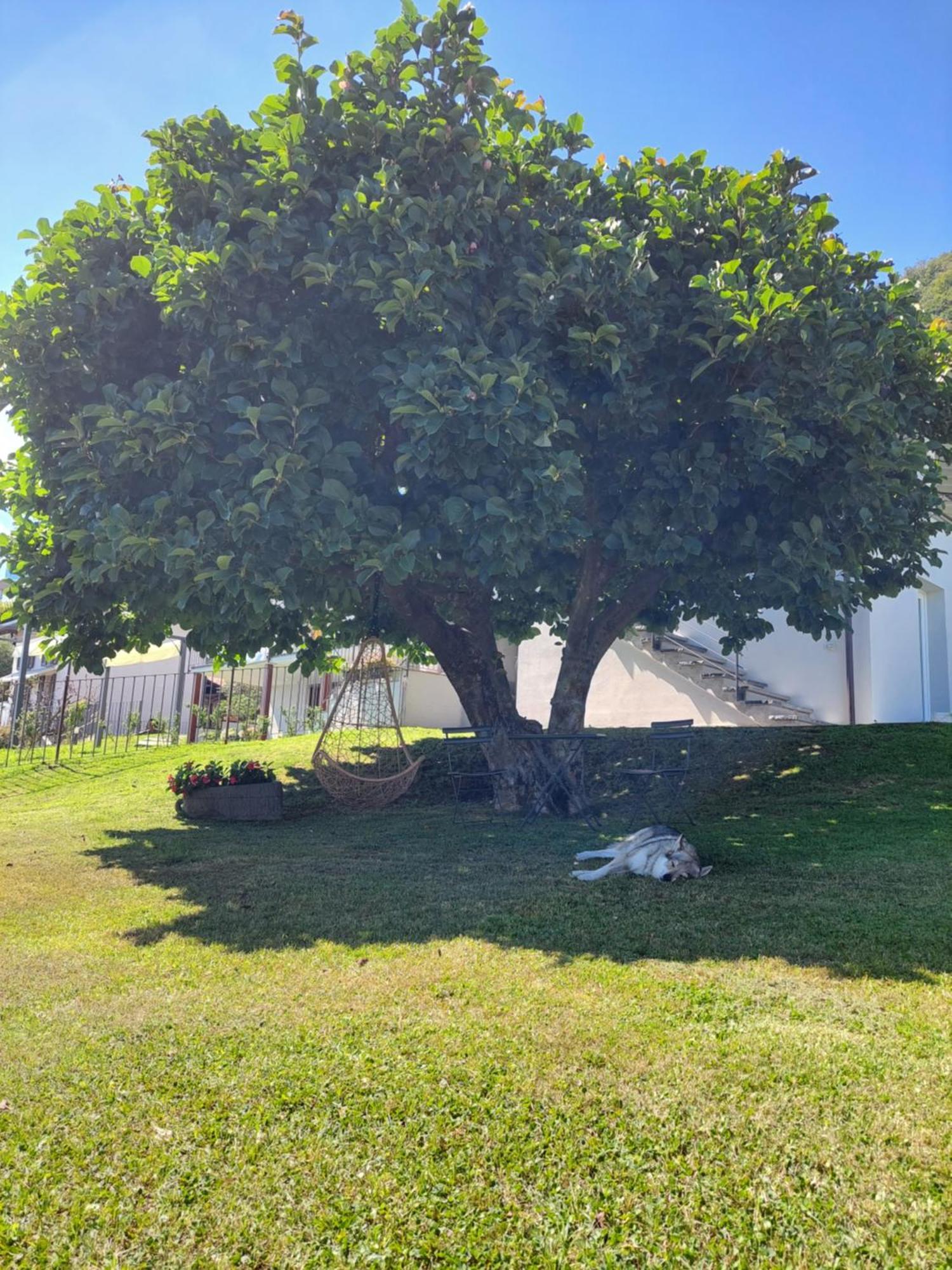 Casa Vacanze Perla Del Lago Domaso Extérieur photo